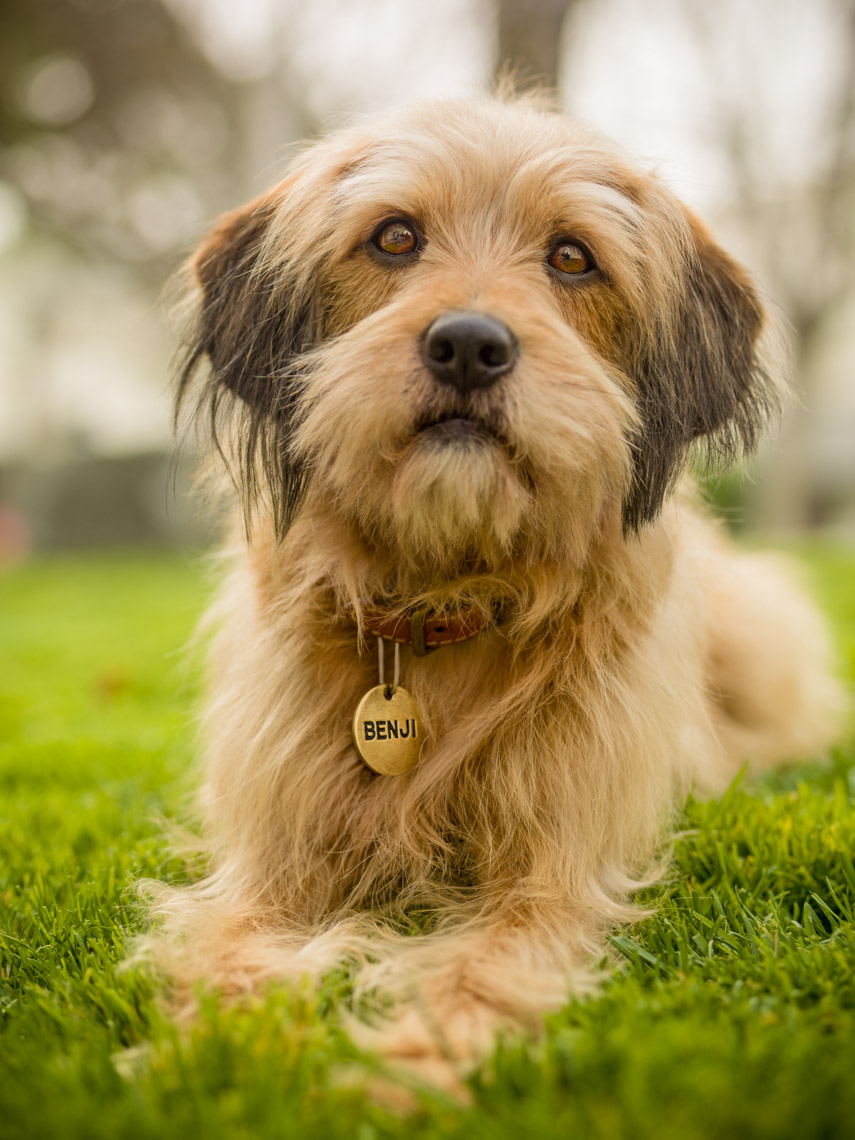 Los Angeles Photographer | Dana Hursey Photography | Animal Photography | Benji on Grass
